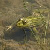 Marsh Frog - Rana ridibunda